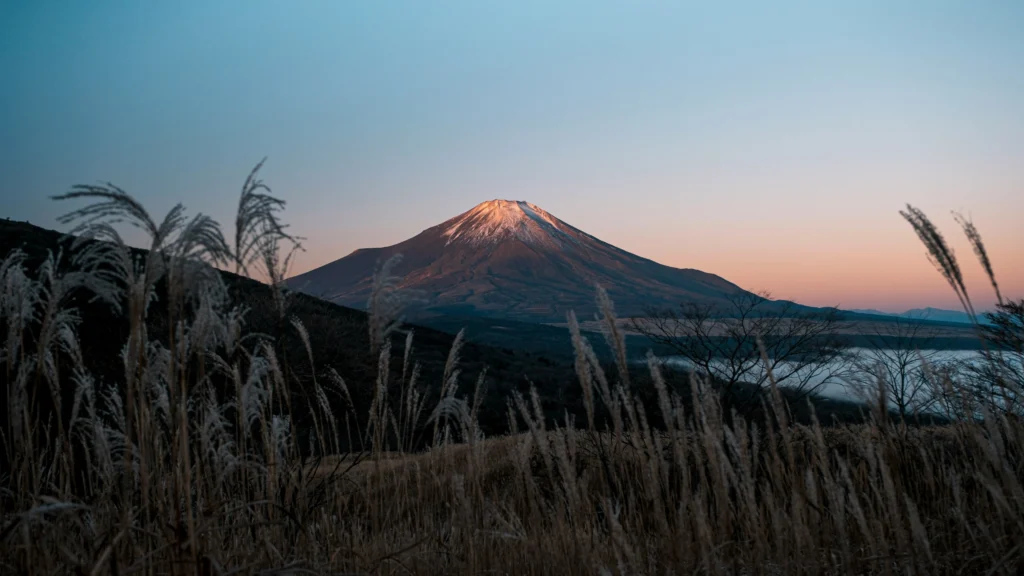Dawn light on Mount Fuji with a pastel sky, snow on the summit, and tall grasses in the foreground on a hillside.
