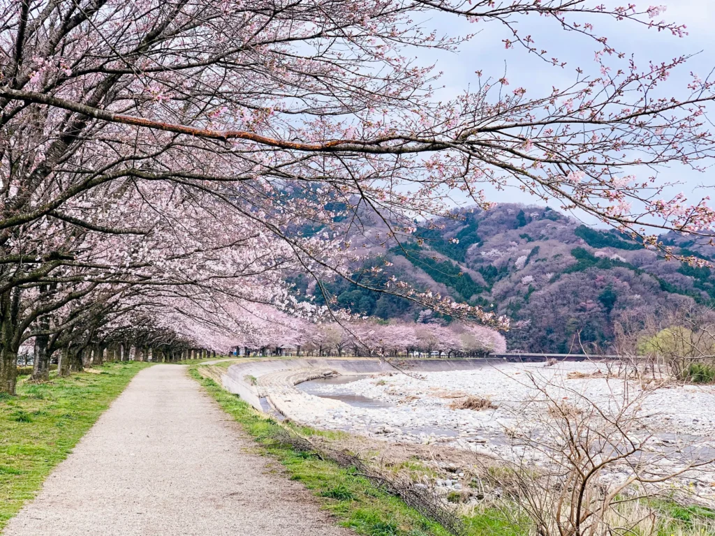 Row of cherry blossom trees arching over a riverside footpath with distant forested hills under a pale spring sky.