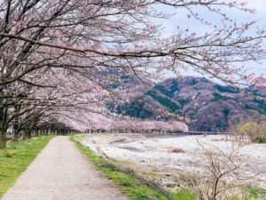 Row of cherry blossom trees arching over a riverside footpath with distant forested hills under a pale spring sky.