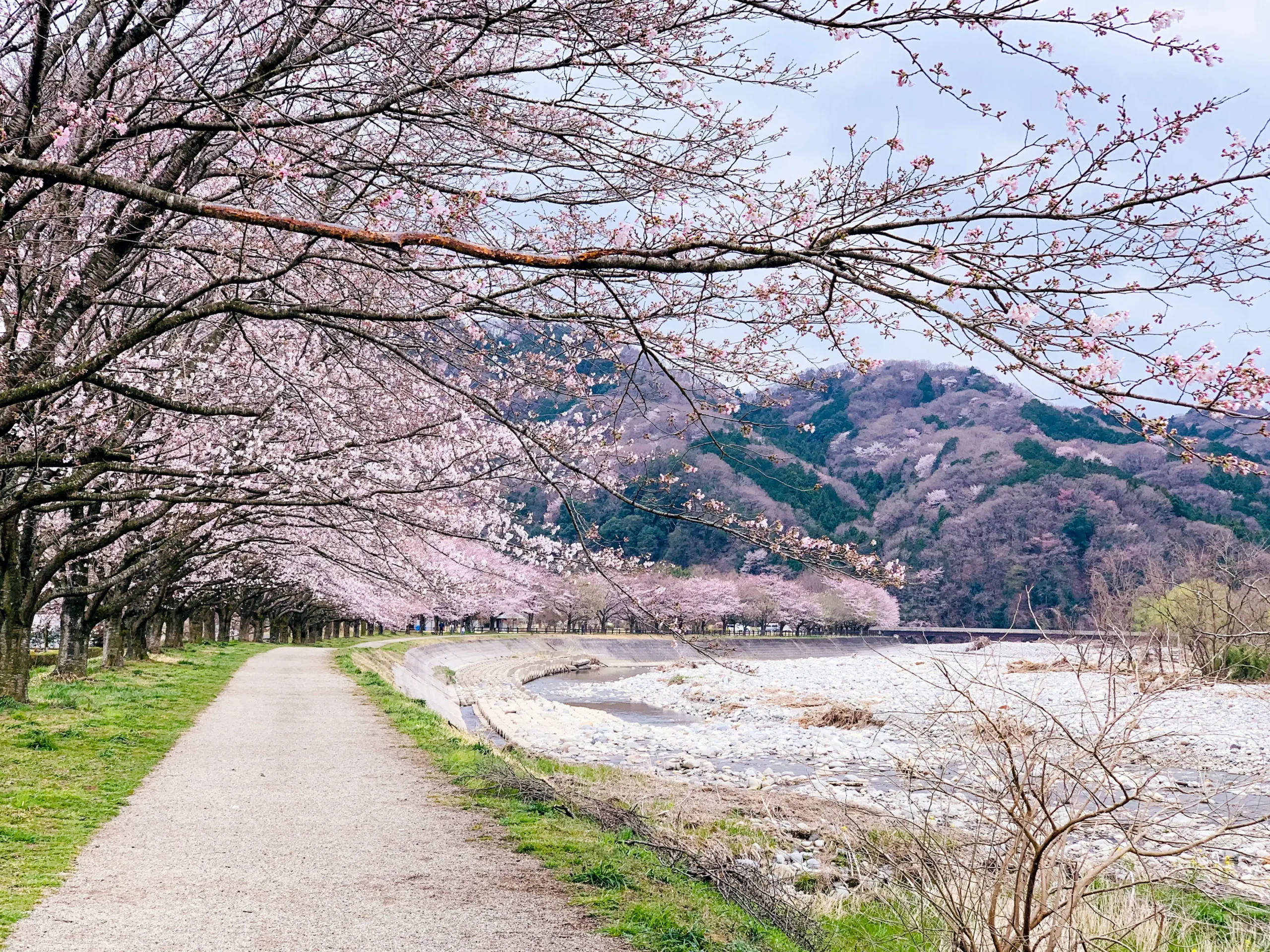 Row of cherry blossom trees arching over a riverside footpath with distant forested hills under a pale spring sky.