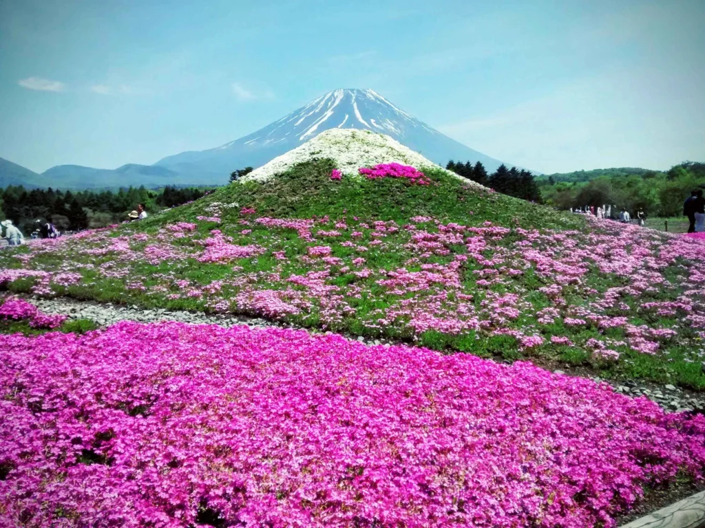 Mount Fuji beyond a hill of vivid pink moss phlox at the Fuji Shibazakura park, visitors walking paths under a blue sky.