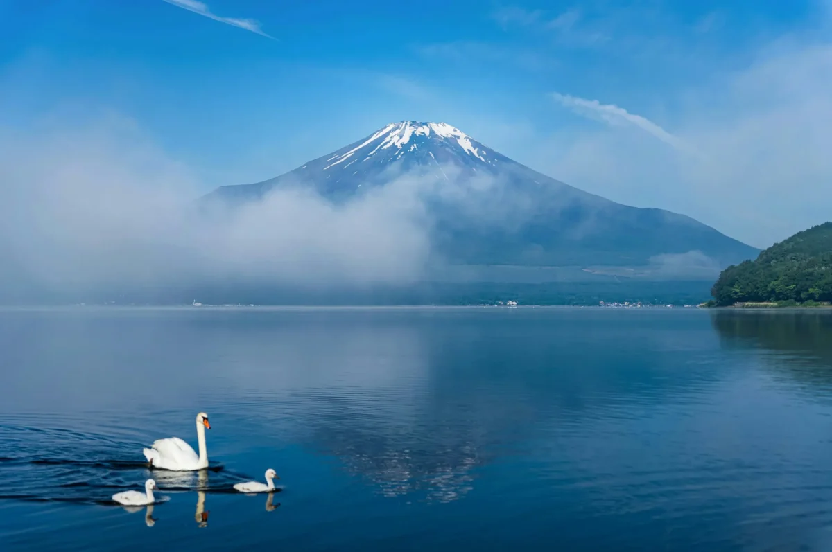 Experience the calm beauty of Lake Yamanaka at dawn, where mist drifts across Mount Fuji and swans glide over the still water — a perfect moment of Japanese serenity.