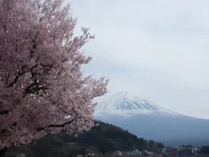 Mount Fuji in Spring: Sakura Framing the Peak