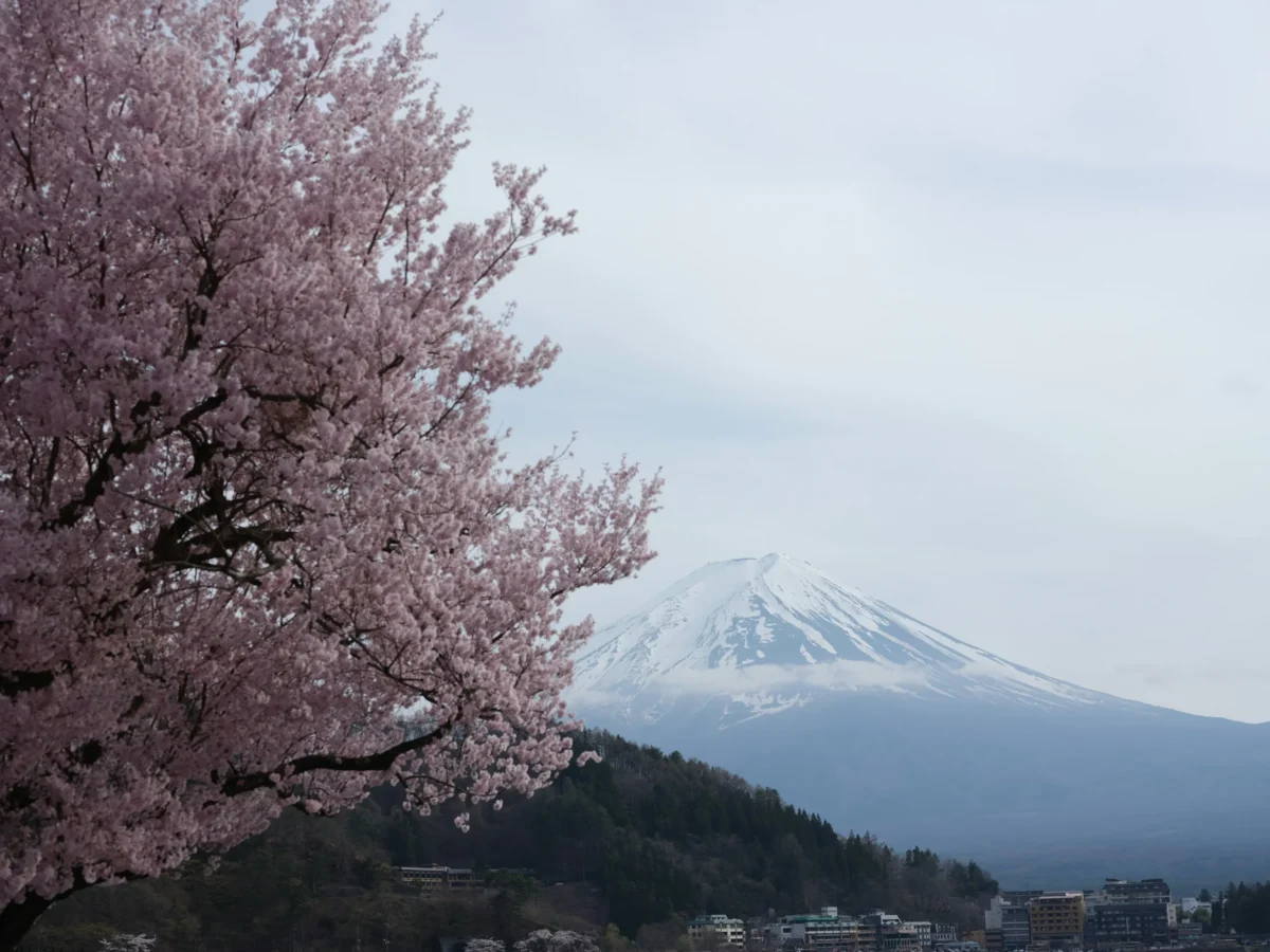 Mount Fuji in Spring: Sakura Framing the Peak