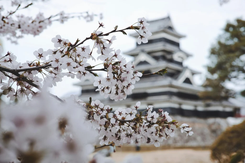 Close-up of cherry blossoms with a traditional Japanese castle blurred in the background.
